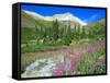 Meadow of Fireweed in Mt. Sneffels Wilderness Area, Colorado, USA-Julie Eggers-Framed Stretched Canvas