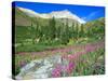 Meadow of Fireweed in Mt. Sneffels Wilderness Area, Colorado, USA-Julie Eggers-Stretched Canvas