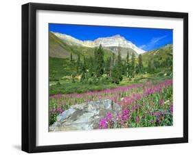 Meadow of Fireweed in Mt. Sneffels Wilderness Area, Colorado, USA-Julie Eggers-Framed Premium Photographic Print