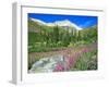 Meadow of Fireweed in Mt. Sneffels Wilderness Area, Colorado, USA-Julie Eggers-Framed Premium Photographic Print