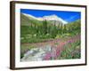 Meadow of Fireweed in Mt. Sneffels Wilderness Area, Colorado, USA-Julie Eggers-Framed Photographic Print