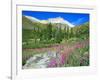 Meadow of Fireweed in Mt. Sneffels Wilderness Area, Colorado, USA-Julie Eggers-Framed Photographic Print