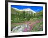 Meadow of Fireweed in Mt. Sneffels Wilderness Area, Colorado, USA-Julie Eggers-Framed Photographic Print