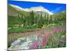 Meadow of Fireweed in Mt. Sneffels Wilderness Area, Colorado, USA-Julie Eggers-Mounted Photographic Print