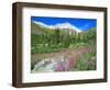 Meadow of Fireweed in Mt. Sneffels Wilderness Area, Colorado, USA-Julie Eggers-Framed Photographic Print