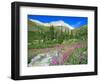 Meadow of Fireweed in Mt. Sneffels Wilderness Area, Colorado, USA-Julie Eggers-Framed Photographic Print