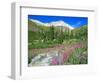 Meadow of Fireweed in Mt. Sneffels Wilderness Area, Colorado, USA-Julie Eggers-Framed Photographic Print