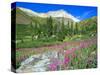 Meadow of Fireweed in Mt. Sneffels Wilderness Area, Colorado, USA-Julie Eggers-Stretched Canvas