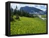 Meadow of Glacier Lilies, with the High Rocky Mountains Behind, Glacier National Park, Montana, USA-Waltham Tony-Framed Stretched Canvas