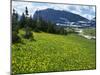 Meadow of Glacier Lilies, with the High Rocky Mountains Behind, Glacier National Park, Montana, USA-Waltham Tony-Mounted Photographic Print