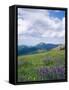 Meadow of Lupine Wildflowers-James Randklev-Framed Stretched Canvas