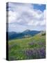 Meadow of Lupine Wildflowers-James Randklev-Stretched Canvas