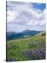 Meadow of Lupine Wildflowers-James Randklev-Stretched Canvas