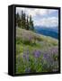 Meadow of Lupine Wildflowers-James Randklev-Framed Stretched Canvas