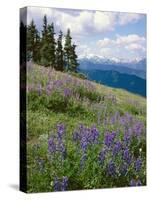 Meadow of Lupine Wildflowers-James Randklev-Stretched Canvas