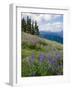 Meadow of Lupine Wildflowers-James Randklev-Framed Photographic Print