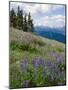 Meadow of Lupine Wildflowers-James Randklev-Mounted Photographic Print