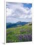 Meadow of Lupine Wildflowers-James Randklev-Framed Photographic Print