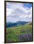 Meadow of Lupine Wildflowers-James Randklev-Framed Photographic Print