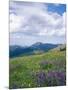 Meadow of Lupine Wildflowers-James Randklev-Mounted Photographic Print