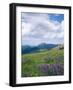 Meadow of Lupine Wildflowers-James Randklev-Framed Photographic Print