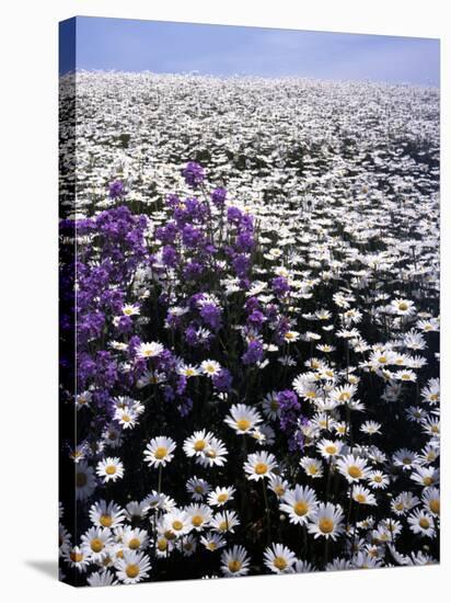 Meadow of Oxeye Daisy and Lunaria, Roanoke County, Virginia, USA-Charles Gurche-Stretched Canvas