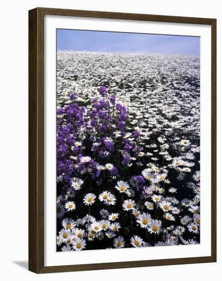 Meadow of Oxeye Daisy and Lunaria, Roanoke County, Virginia, USA-Charles Gurche-Framed Premium Photographic Print