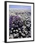 Meadow of Oxeye Daisy and Lunaria, Roanoke County, Virginia, USA-Charles Gurche-Framed Premium Photographic Print