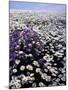 Meadow of Oxeye Daisy and Lunaria, Roanoke County, Virginia, USA-Charles Gurche-Mounted Premium Photographic Print