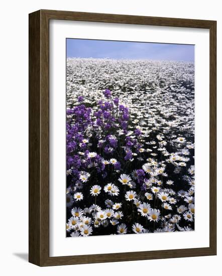 Meadow of Oxeye Daisy and Lunaria, Roanoke County, Virginia, USA-Charles Gurche-Framed Photographic Print