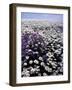 Meadow of Oxeye Daisy and Lunaria, Roanoke County, Virginia, USA-Charles Gurche-Framed Photographic Print