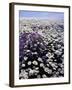 Meadow of Oxeye Daisy and Lunaria, Roanoke County, Virginia, USA-Charles Gurche-Framed Photographic Print