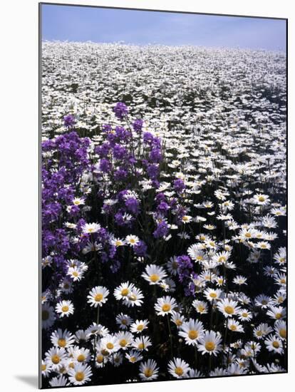 Meadow of Oxeye Daisy and Lunaria, Roanoke County, Virginia, USA-Charles Gurche-Mounted Photographic Print