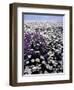 Meadow of Oxeye Daisy and Lunaria, Roanoke County, Virginia, USA-Charles Gurche-Framed Photographic Print