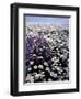 Meadow of Oxeye Daisy and Lunaria, Roanoke County, Virginia, USA-Charles Gurche-Framed Photographic Print