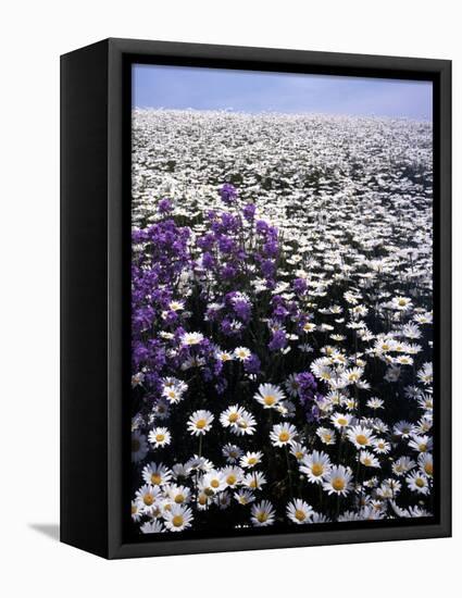 Meadow of Oxeye Daisy and Lunaria, Roanoke County, Virginia, USA-Charles Gurche-Framed Stretched Canvas