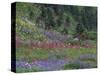 Meadow of Subalpine Lupine and Magenta Paintbrush, Mt. Rainier National Park, Washington, USA-Jamie & Judy Wild-Stretched Canvas