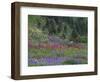 Meadow of Subalpine Lupine and Magenta Paintbrush, Mt. Rainier National Park, Washington, USA-Jamie & Judy Wild-Framed Photographic Print