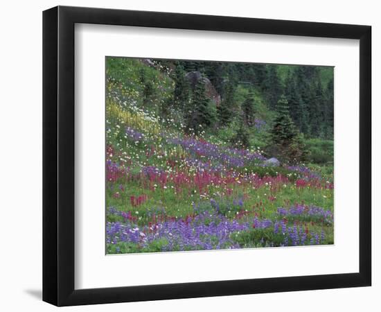 Meadow of Subalpine Lupine and Magenta Paintbrush, Mt. Rainier National Park, Washington, USA-Jamie & Judy Wild-Framed Photographic Print