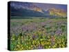 Meadow of Wildflowers in the Many Glacier Valley of Glacier National Park, Montana, USA-Chuck Haney-Stretched Canvas