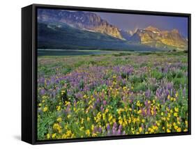 Meadow of Wildflowers in the Many Glacier Valley of Glacier National Park, Montana, USA-Chuck Haney-Framed Stretched Canvas