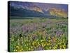 Meadow of Wildflowers in the Many Glacier Valley of Glacier National Park, Montana, USA-Chuck Haney-Stretched Canvas