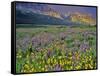 Meadow of Wildflowers in the Many Glacier Valley of Glacier National Park, Montana, USA-Chuck Haney-Framed Stretched Canvas