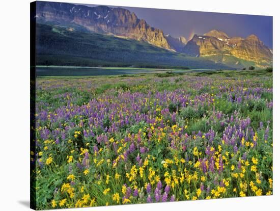 Meadow of Wildflowers in the Many Glacier Valley of Glacier National Park, Montana, USA-Chuck Haney-Stretched Canvas