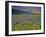 Meadow of Wildflowers in the Many Glacier Valley of Glacier National Park, Montana, USA-Chuck Haney-Framed Photographic Print