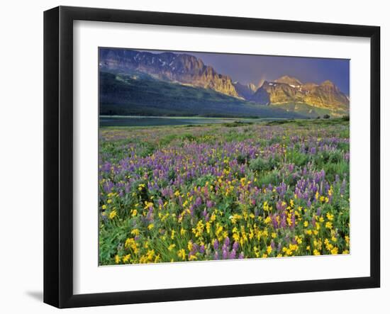 Meadow of Wildflowers in the Many Glacier Valley of Glacier National Park, Montana, USA-Chuck Haney-Framed Photographic Print