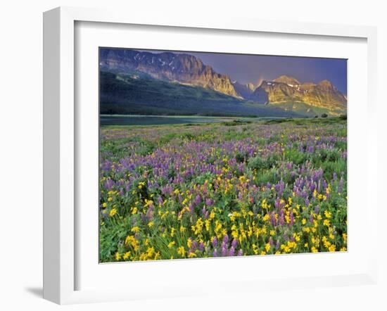 Meadow of Wildflowers in the Many Glacier Valley of Glacier National Park, Montana, USA-Chuck Haney-Framed Photographic Print