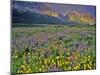 Meadow of Wildflowers in the Many Glacier Valley of Glacier National Park, Montana, USA-Chuck Haney-Mounted Photographic Print