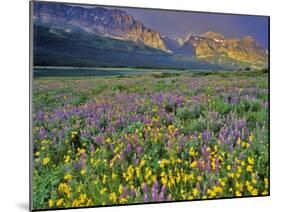 Meadow of Wildflowers in the Many Glacier Valley of Glacier National Park, Montana, USA-Chuck Haney-Mounted Photographic Print