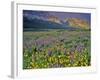 Meadow of Wildflowers in the Many Glacier Valley of Glacier National Park, Montana, USA-Chuck Haney-Framed Photographic Print